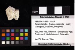 Foto (Objket + Etiketten) von Decapoda indet. 